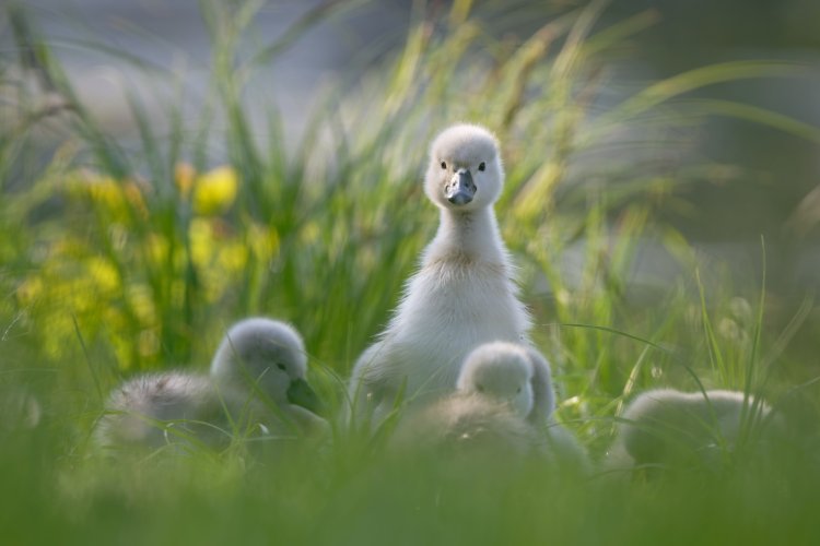 Swan offspring