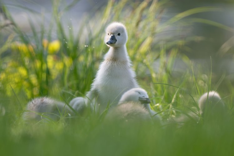 Swan offspring