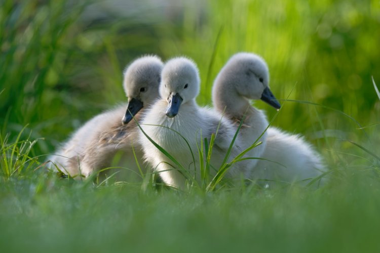 Swan offspring