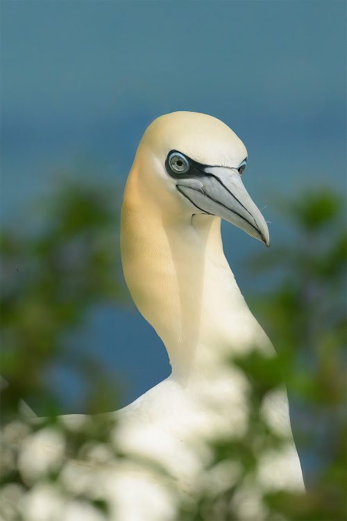 Such elegant birds