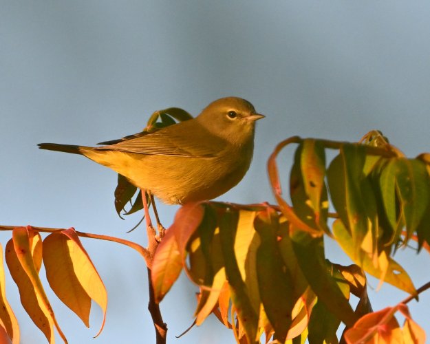 Orange-crowned Warbler 10-05-2024 BCG.jpg