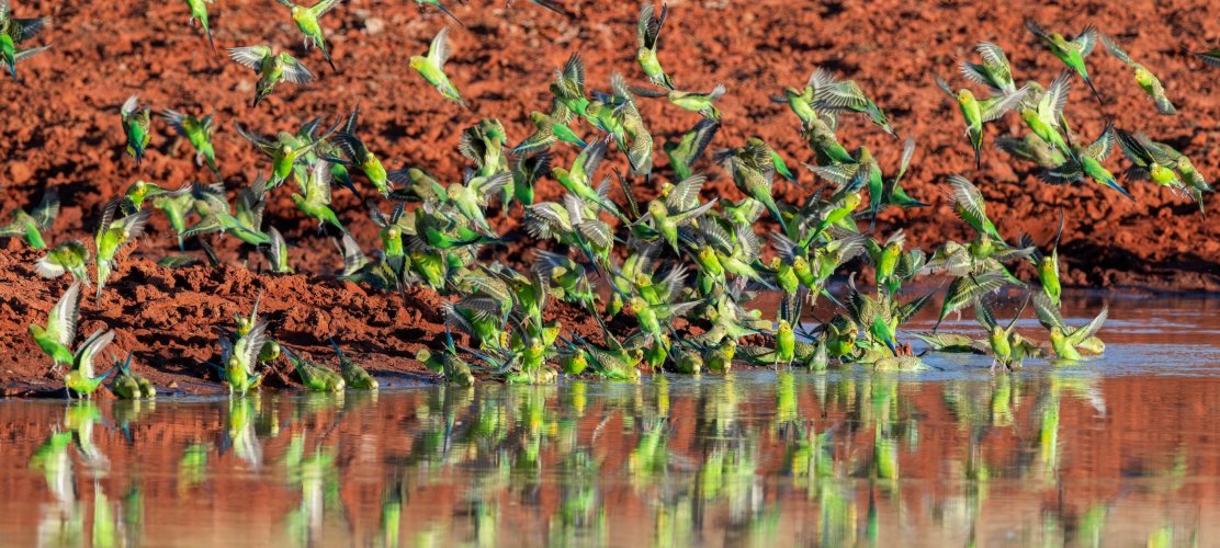 Wild Budgies! Three images.