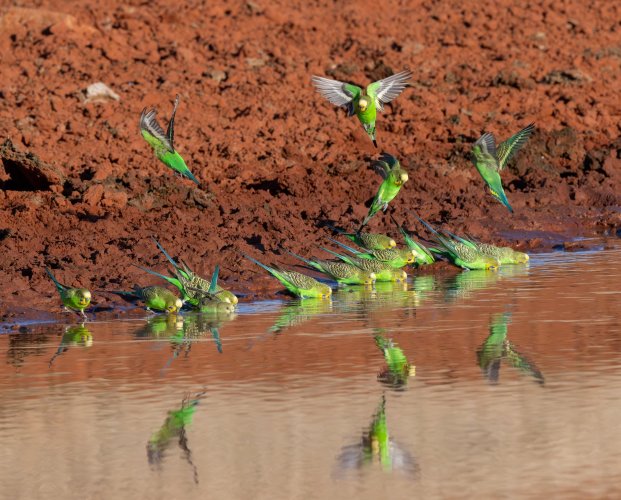 Wild Budgies! Three images.