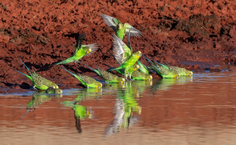 Wild Budgies! Three images.