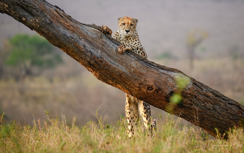 Cheetah at sunset