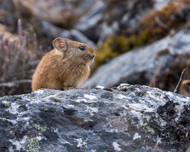 Pika spp. in the Himalayas