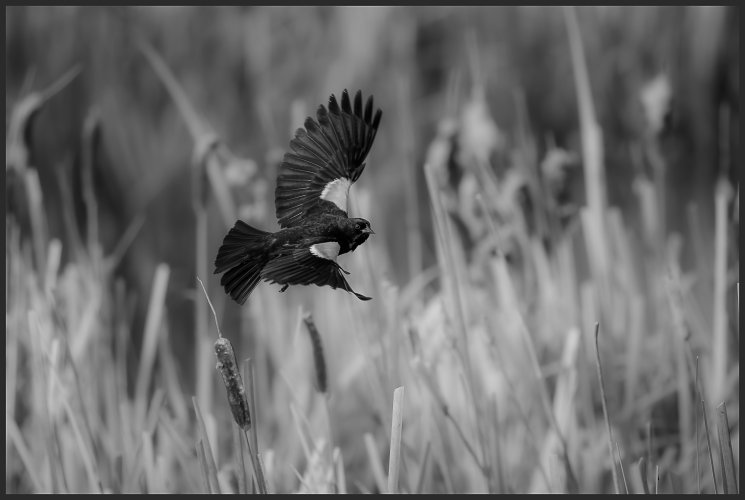 Black and white blackbird