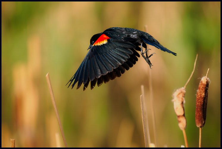 Black and white blackbird