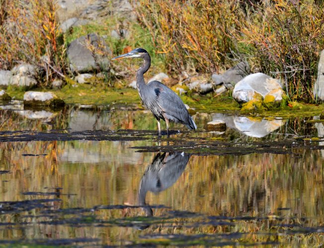 Blue Heron - Reflection