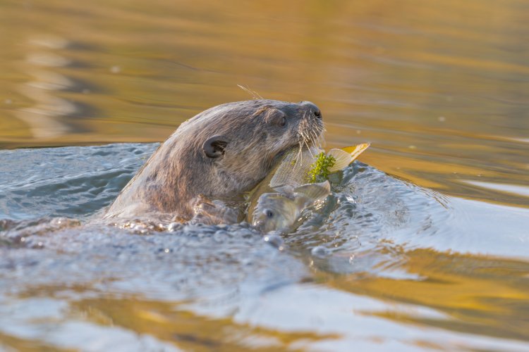 Couple of Otter Pics