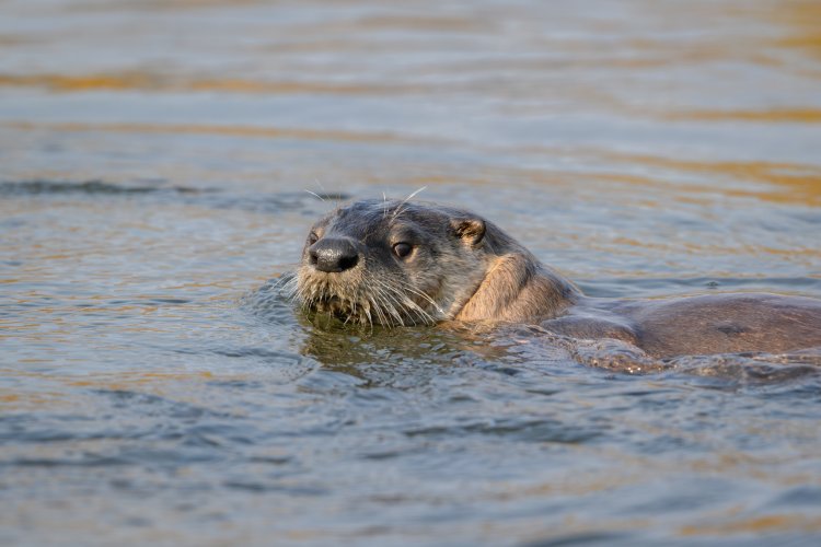 Couple of Otter Pics