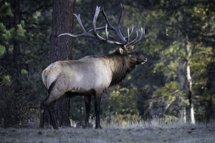 Atlas - The Monarch of RMNP