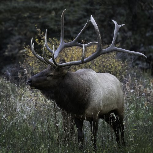 Atlas - The Monarch of RMNP