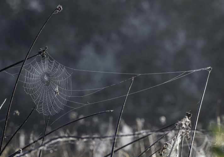 Natures Lace Makers