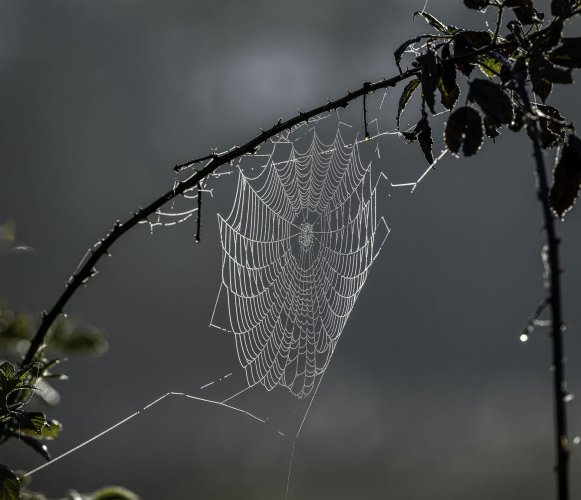 Natures Lace Makers