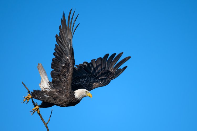 Leap of faith. Big bald eagle.