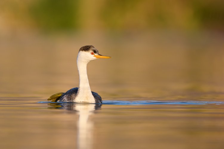 Clark's Grebe in Fall Colors