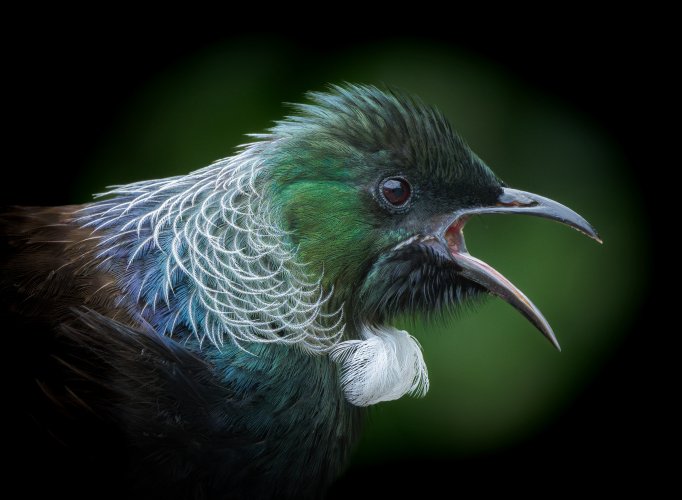 Tui, an endemic New Zealand honeyeater, 3 images