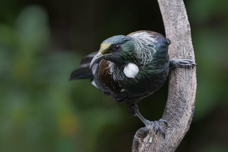 Tui, an endemic New Zealand honeyeater, 3 images