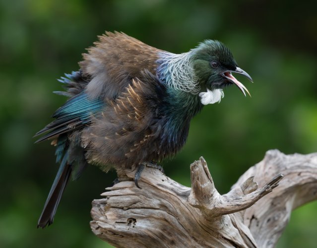 Tui, an endemic New Zealand honeyeater, 3 images