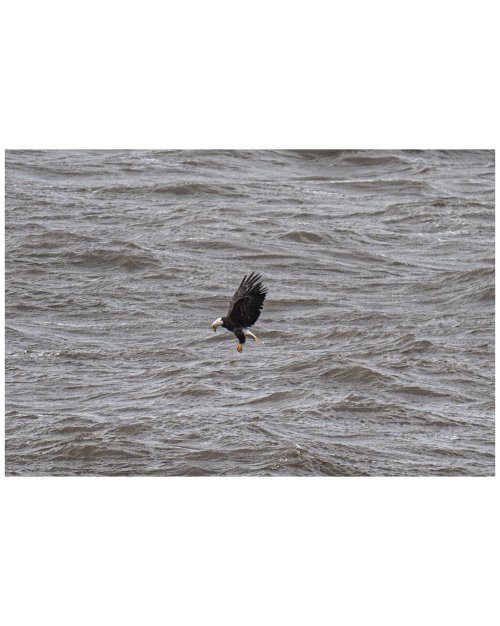 Surprised by a fishing eagle.