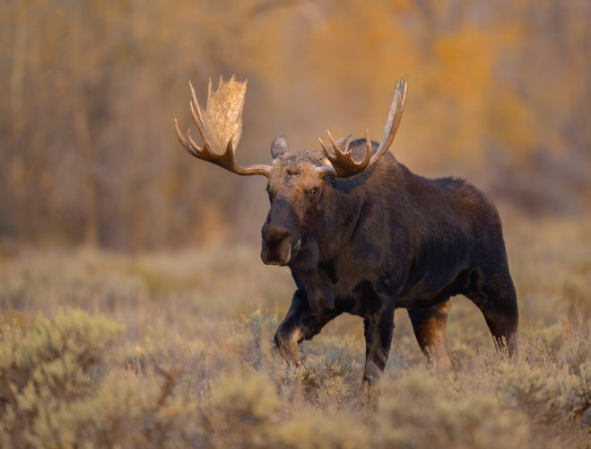 A Moose named Bondurant