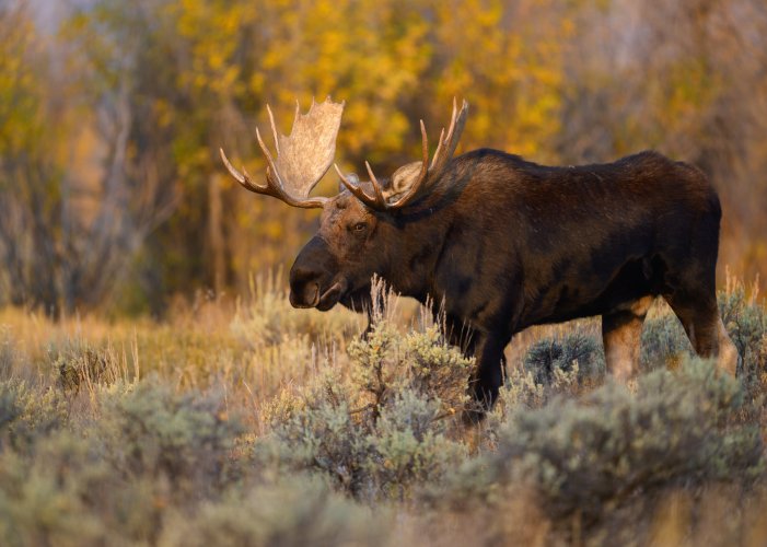 A Moose named Bondurant