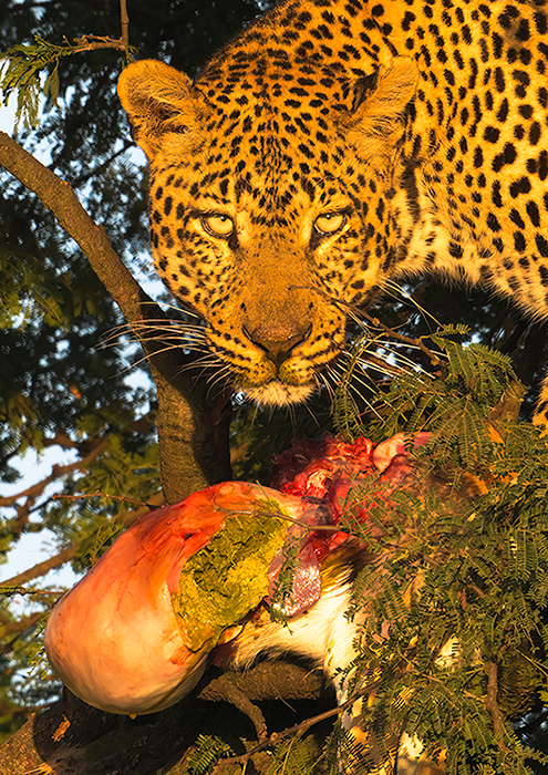 Amazing as to how these pull their prey up the tree