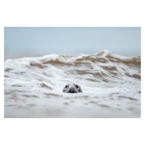 Harbour seals in the Bay of Fundy.