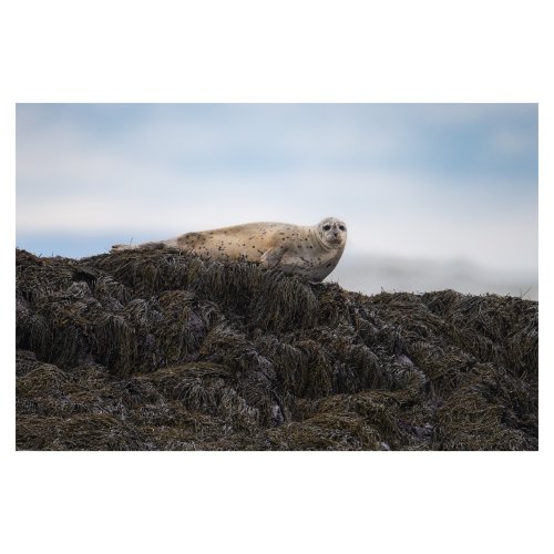 Harbour seals in the Bay of Fundy.