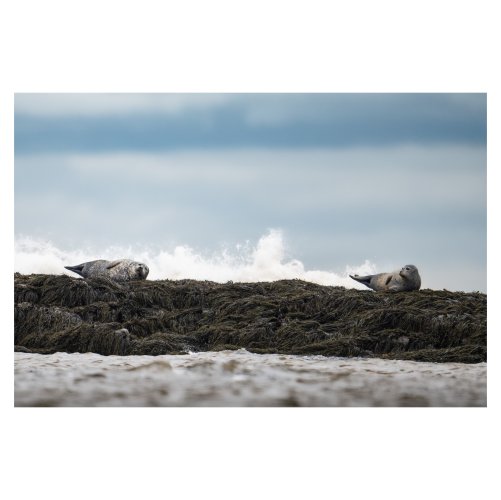 Harbour seals in the Bay of Fundy.