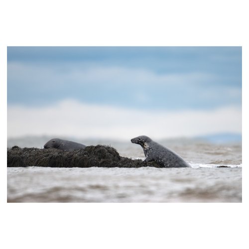 Harbour seals in the Bay of Fundy.