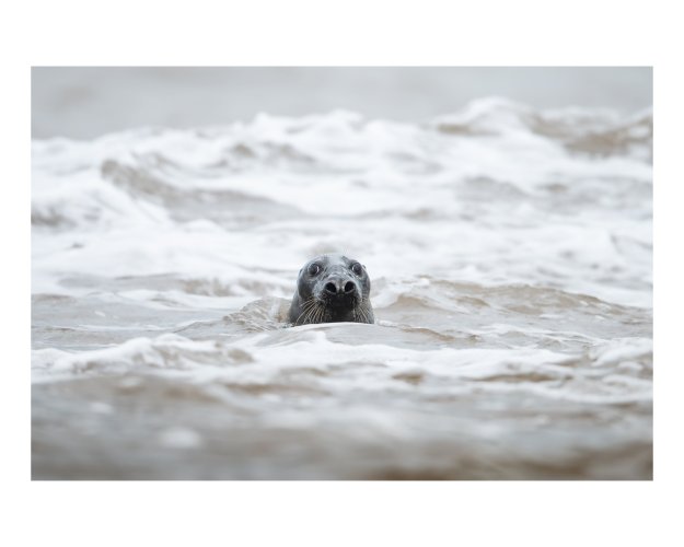 Harbour seals in the Bay of Fundy.