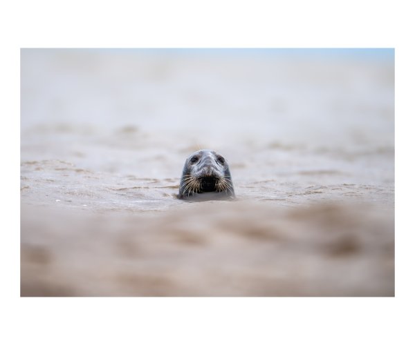 Harbour seals in the Bay of Fundy.