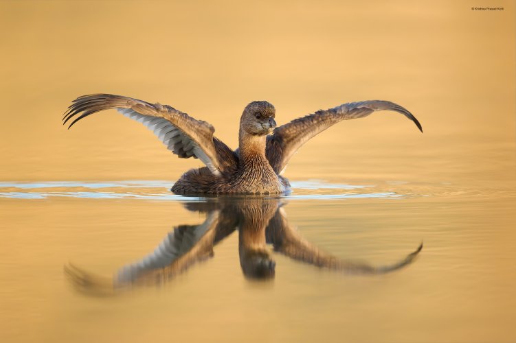 Pied Billed Grebe