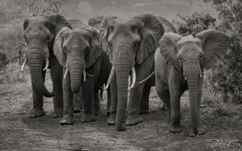 A line of elephants