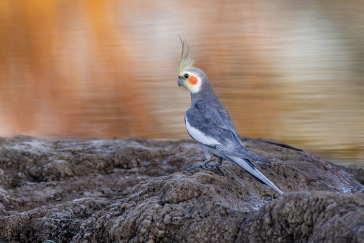 A Series of Wild Cockatiel Images