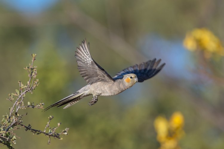 A Series of Wild Cockatiel Images