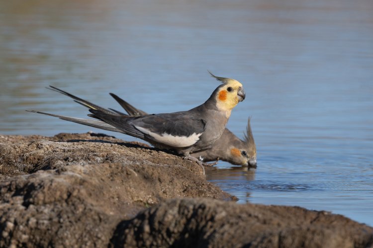 A Series of Wild Cockatiel Images