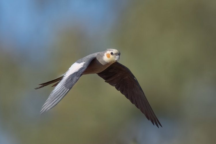 A Series of Wild Cockatiel Images