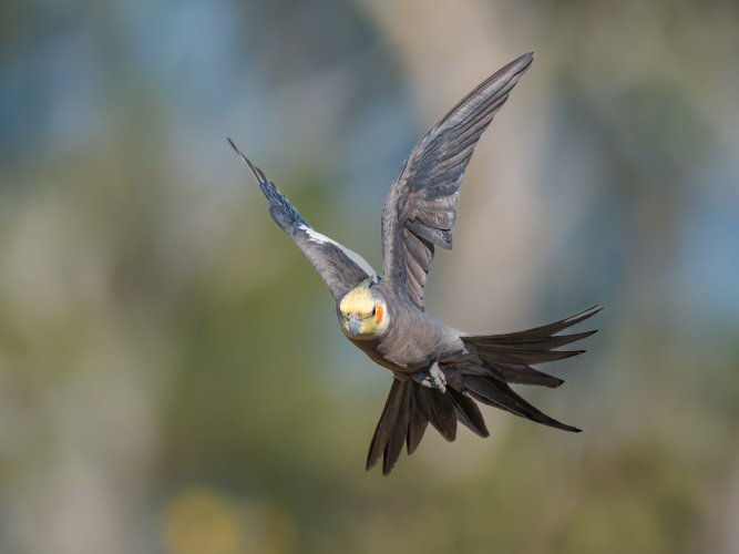 A Series of Wild Cockatiel Images