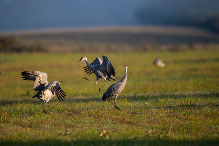 Sand Hill Cranes