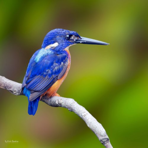 Shining-blue Kingfisher