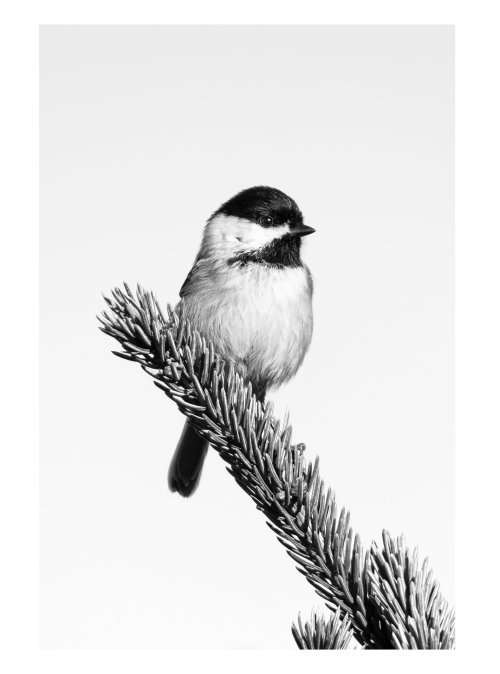 bnw-chickadee2_Original.jpeg