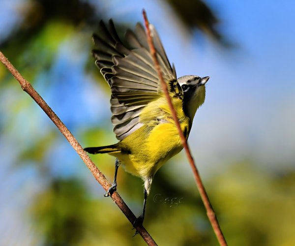 Blue-headed Vireo