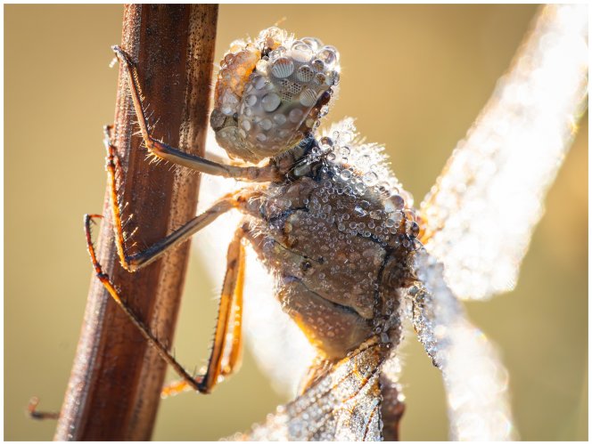 Dragonflies at -1 degrees