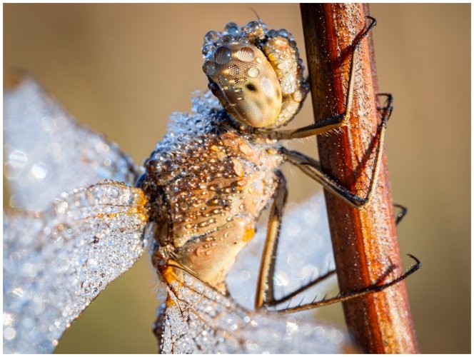 Dragonflies at -1 degrees