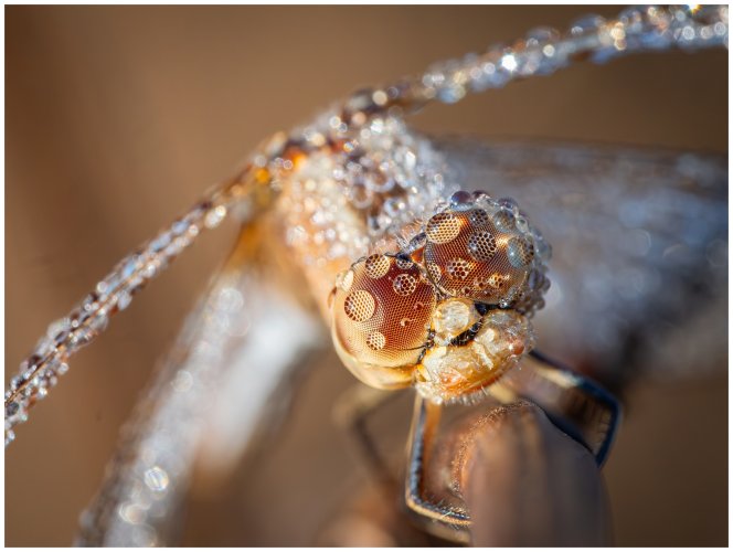 Dragonflies at -1 degrees