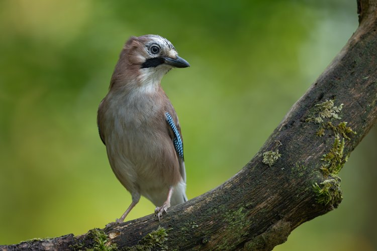 Jay (Garrulus glandarius)