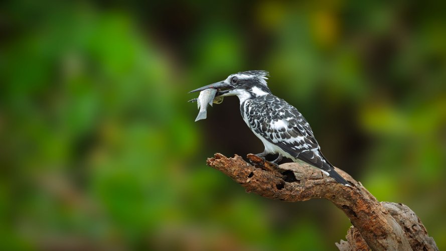 Pied Kingfisher with  catch